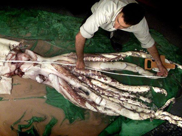 Con mực dài nhất từng đo được có chiều dài hơn 13 m