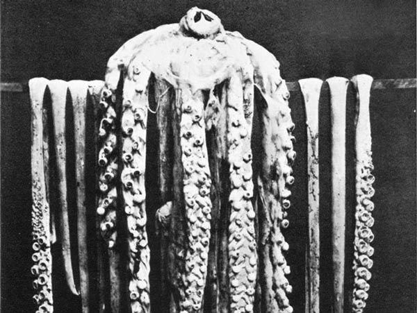 Năm 1857, nhà sinh vật người Đan Mạch Japetus Steenstrup công bố nghiên cứu về răng mực khổng lồ, khẳng định chúng có thật