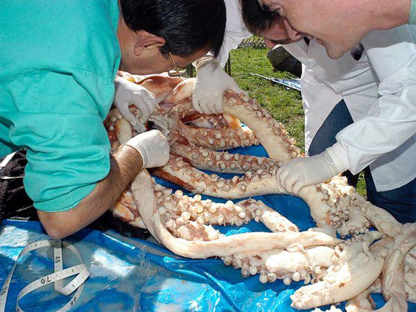 Nhiều nhà sinh vật học biển cho rằng nghiên cứu mực khổng lồ chỉ nên coi là "thú vui", bởi chúng quá hiếm gặp