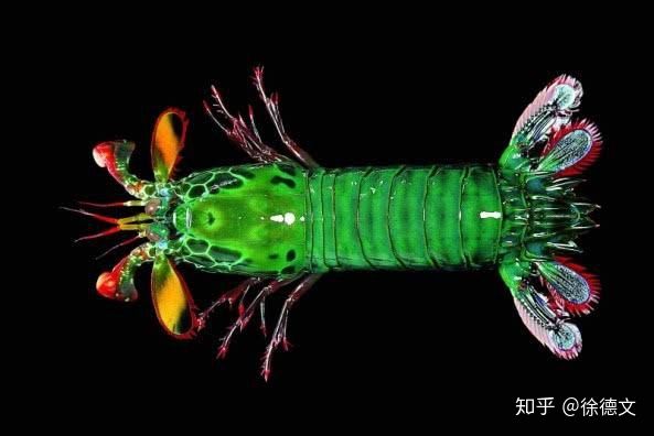Có thể phóng vệ tinh bằng tay không? Các nhà khoa học khám phá bí mật của loài động vật mạnh nhất trong lịch sử - Ảnh 3.