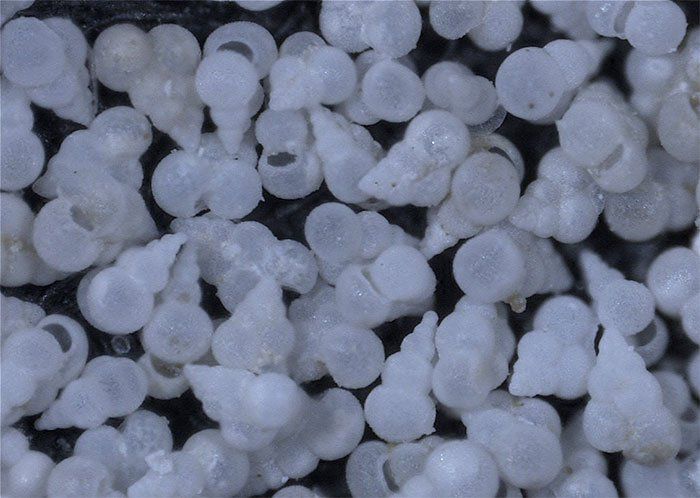 Vỏ Foram
