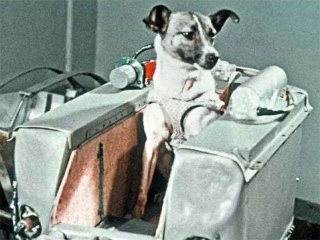 Góc tối của khoa học vũ trụ: Laika - chú chó duy nhất bị trôi dạt ngoài không gian 3