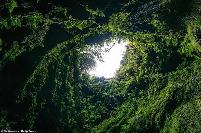 Thảm thực vật tươi tốt bao quanh miệng hang núi lửa Algar do Carvão.