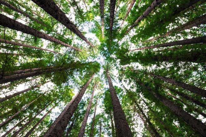Cây có thể giúp giảm lượng carbon trong không khí.