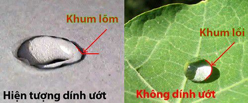 Lực căng bề mặt, hiện tượng mao dẫn, vật lí lớp 10 21