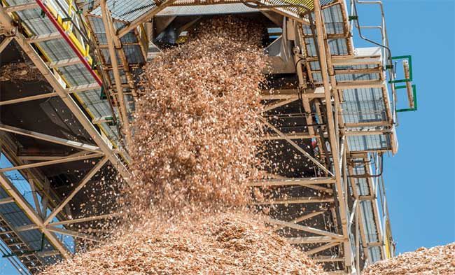 Một cái cây có thể sản xuất được bao nhiêu giấy? 7