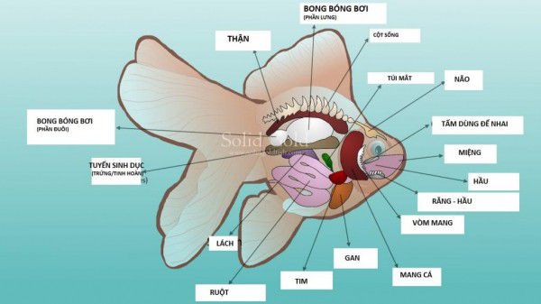 Lực đẩy Ác-si-mét, Sự nổi của các vật 5