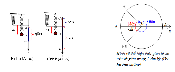Thời gian nén, giãn của con lắc lò xo 9
