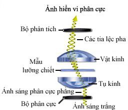 Kính hiển vi quang học, cấu tạo, nguyên tắc hoạt động