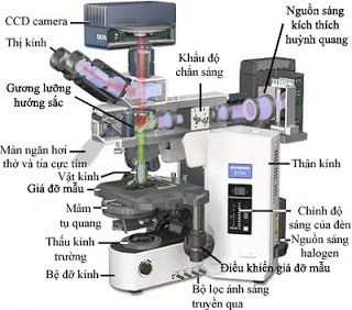 Kính hiển vi quang học, cấu tạo, nguyên tắc hoạt động