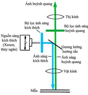 Kính hiển vi quang học, cấu tạo, nguyên tắc hoạt động